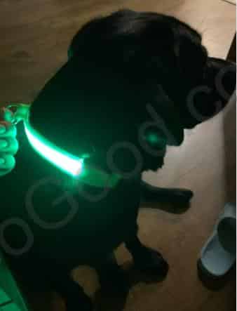 קולר לד אלביס