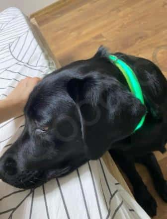 קולר לד אלביס 2