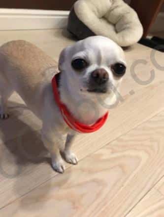 קולר לד לכלב קטן